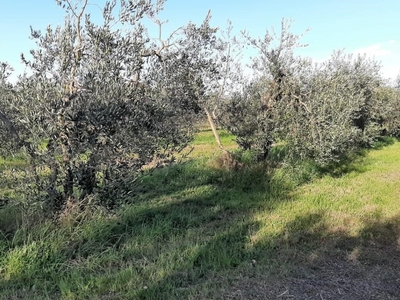 Terreno Agricolo in vendita a Rosignano Marittimo via per Rosignano,