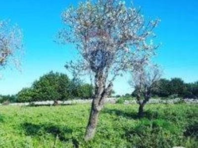 Terreno Agricolo in vendita a Scicli contrada Fallì