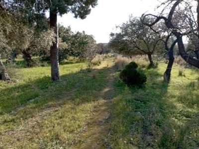 Terreno Agricolo in vendita a Siracusa strada Maeggiolo