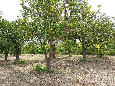 Ter. agricolo in vendita