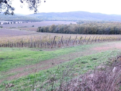 Azienda Agricola in vendita a Grosseto