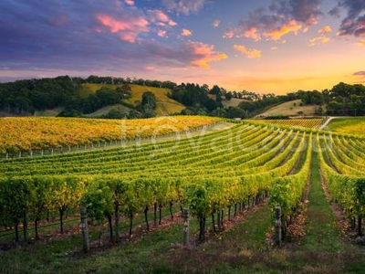 Azienda Agricola in vendita a Monselice via Valli