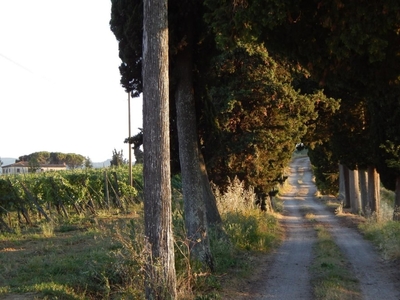 Azienda Agricola in vendita a Pisa pisa pi