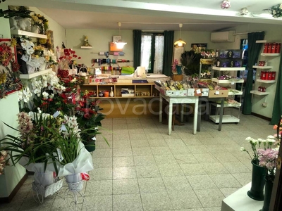 Piante e Fiori in in vendita da privato a Empoli via di Valdorme