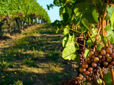 Terreno Agricolo in vendita ad Appiano sulla strada del vino via Pillhof
