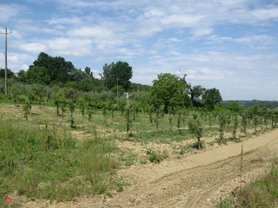 Terreno agricolo in Vendita in Via del Pino 2 a Terricciola