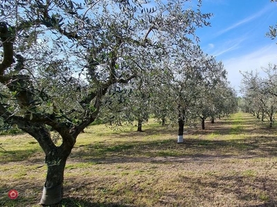 Terreno agricolo in Vendita in Via Manzoni a Morciano di Romagna