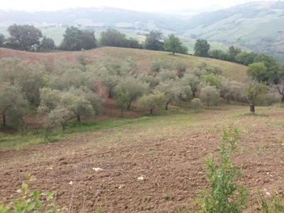 Terreno agricolo in vendita a Guardialfiera