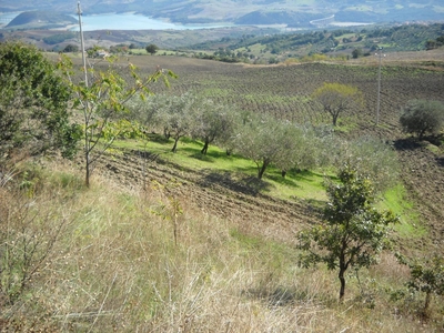 Terreno agricolo in vendita a Guardialfiera