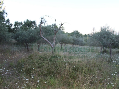 Terreno in vendita a Sant'Angelo a Scala