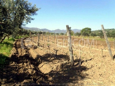 Terreno Agricolo in vendita a San Marco Argentano località Valle Sala