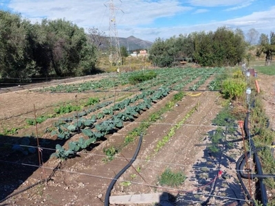 Terreno Agricolo in vendita ad Albenga regione Massaretti