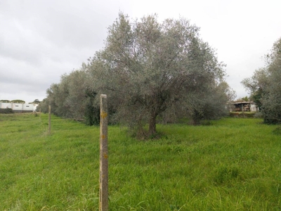 Terreno Agricolo in vendita ad Ariccia vicolo delle Cese