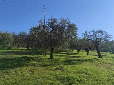 Terreno Agricolo in vendita ad Artena strada comunale san filippo