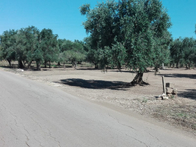 Terreno agricolo con 30 alberi di olivo