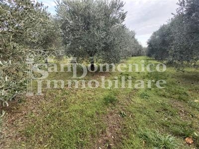 Terreno agricolo in buono stato di 7190 mq. a Vicarello