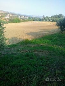 Terreno agricolo nel comune di Sant'Omero (TE)