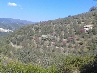 Vendita Colonica, in zona TRIPOZZO, ARRONE