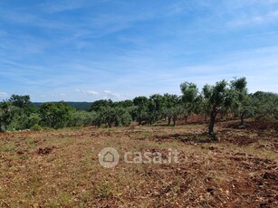 Terreno agricolo in Vendita in Contrada paretano a Monopoli