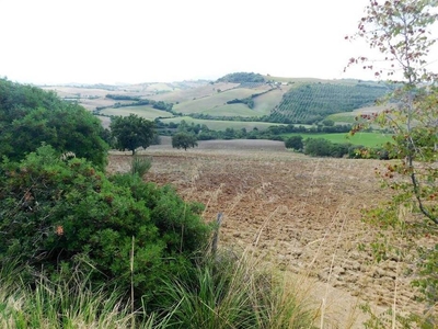 Azienda Agricola Collinare in Vendita con Vigna, Uliveto e Allevamento in Toscana