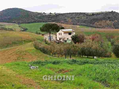 Azienda agricola in vendita a Scansano