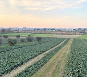 Terreno agricolo in vendita a Alba Adriatica