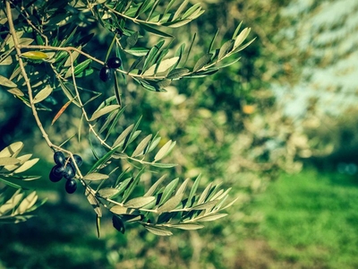 Terreno agricolo in vendita a Borgomaro