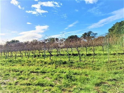 Terreno agricolo in vendita a Capalbio