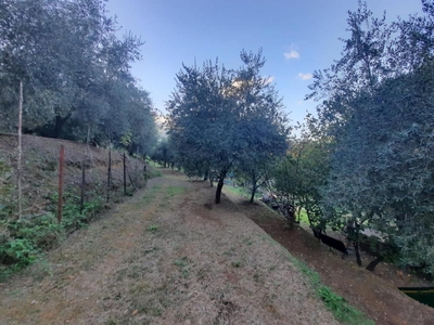 Terreno agricolo in vendita a Capannori