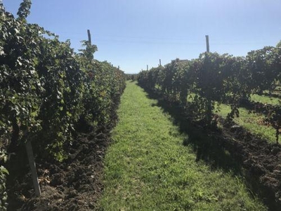 Terreno agricolo in vendita a Carpi