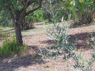 Terreno agricolo in vendita a Castrolibero