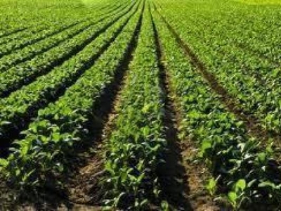 Terreno agricolo in vendita a Cisano Sul Neva