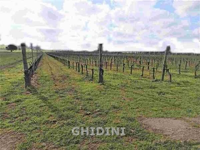 Terreno agricolo in vendita a Grosseto