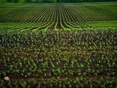 Terreno agricolo in vendita a Grumolo Delle Abbadesse