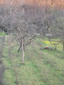 Terreno agricolo in vendita a Mercato San Severino