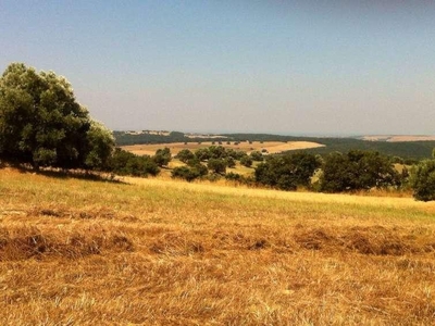 Terreno agricolo in vendita a Monte Romano