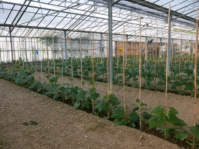 Terreno agricolo in vendita a San Biagio Della Cima