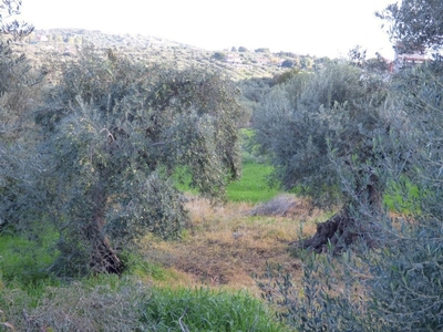Terreno Agricolo in vendita a Bagheria bagheria Feotto,14