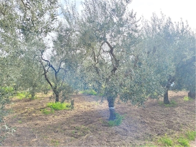 Terreno Agricolo in vendita a Cerignola sp 62