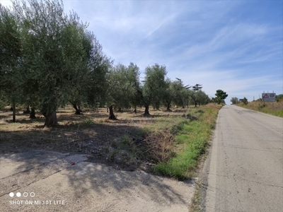 Terreno Agricolo in vendita a Cerignola strada Via Melfi