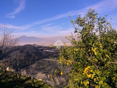 Terreno Agricolo in vendita a Corbara via aldo moro