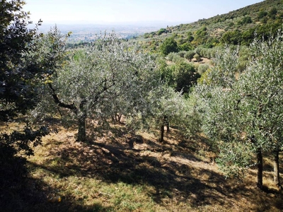 Terreno Agricolo in vendita a Cortona case Sparse San Martino Bocena