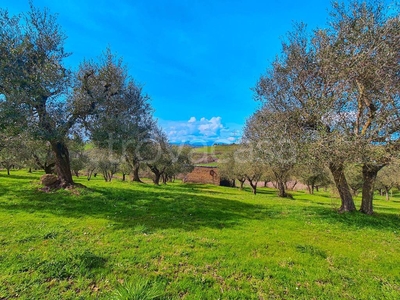 Terreno Agricolo in vendita a Magliano Romano località Monte l'Oliva