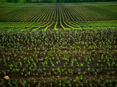 Terreno Agricolo in vendita a Osimo zona San Sabino