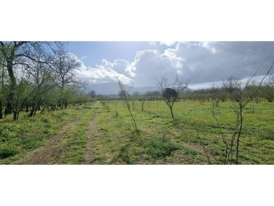 Terreno Agricolo in vendita a Carbonara di Nola via Carpinelli Tratto 2