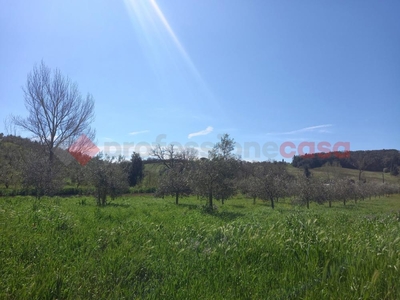 terreno agricolo in vendita a Bibbona