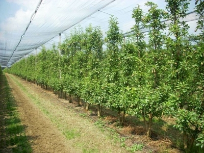 Terreno agricolo in Vendita a SAN POSSIDONIO – 3048