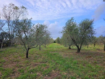 Terreno agricolo in Vendita ad Rosignano Marittimo - 80000 Euro