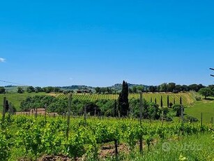Tenuta agricola vitivinicola Cinigiano Grosseto