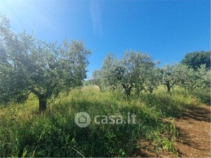 Terreno agricolo in Vendita in Via Colle Sfiamma 1 a San Cesareo